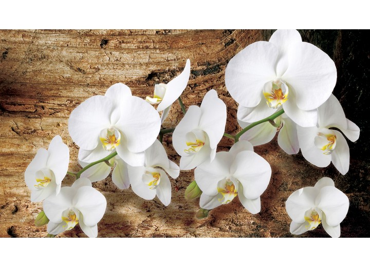 Fotobehang Vlies | Orchideeën, Bloem | Bruin | 254x184cm