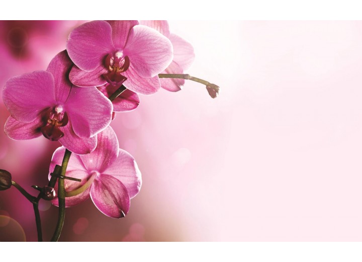 Fotobehang Vlies | Orchidee, Bloem | Roze | 254x184cm