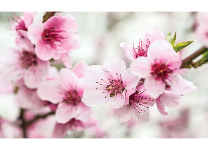 Fotobehang Vlies | Bloemen, Bloesem | Roze | 254x184cm
