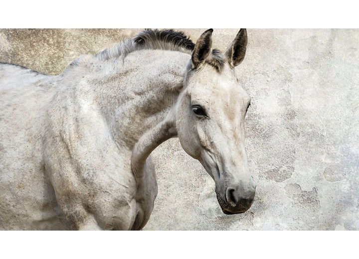 Fotobehang Vlies | Paarden | Wit | 254x184cm