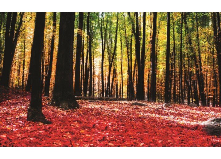 Fotobehang Vlies | Bos | Rood, Bruin | 254x184cm