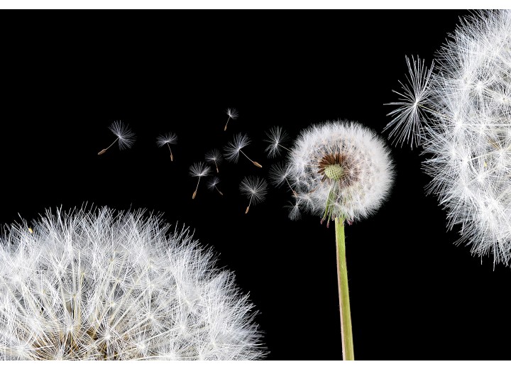 Fotobehang Vlies | Bloemen, Paardenbloem | Wit | 254x184cm