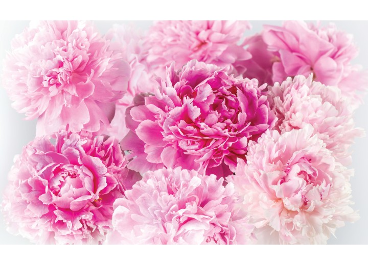 Fotobehang Vlies | Bloemen | Roze | 254x184cm