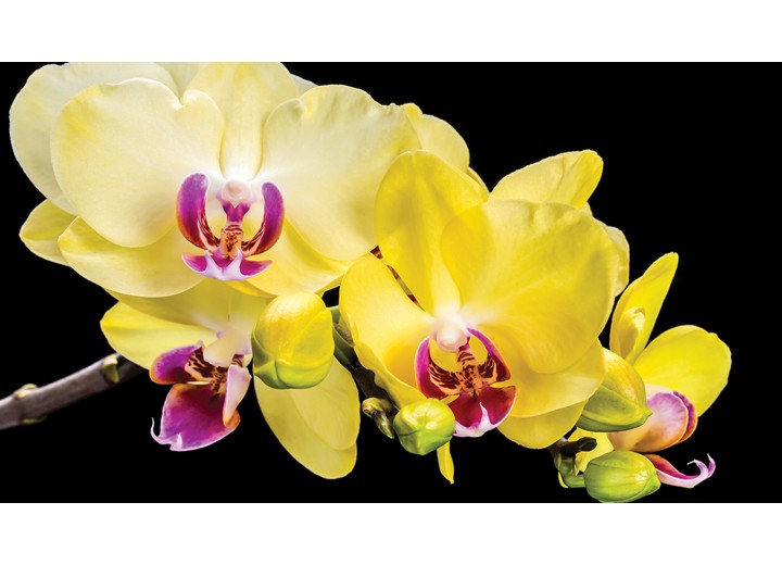 Fotobehang Vlies | Bloemen, Orchidee | Geel | 254x184cm