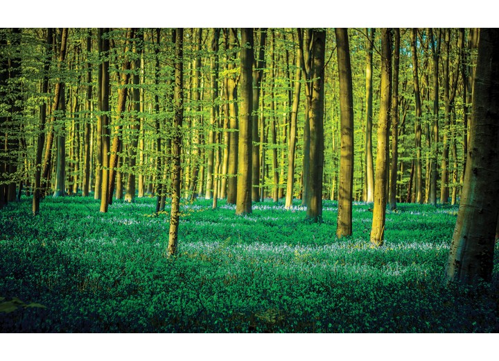 Fotobehang Vlies | Bos | Groen | 254x184cm