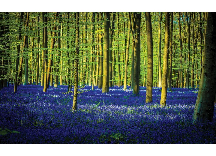 Fotobehang Vlies | Bos | Groen, Blauw | 254x184cm