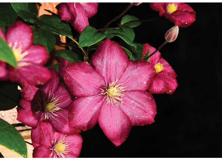 Fotobehang Vlies | Bloemen | Roze | 254x184cm