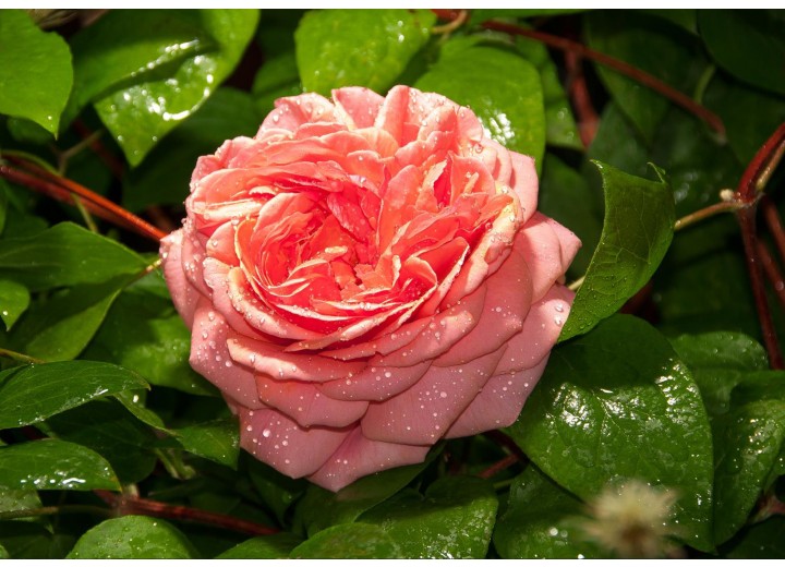 Fotobehang Vlies | Bloemen | Roze | 254x184cm