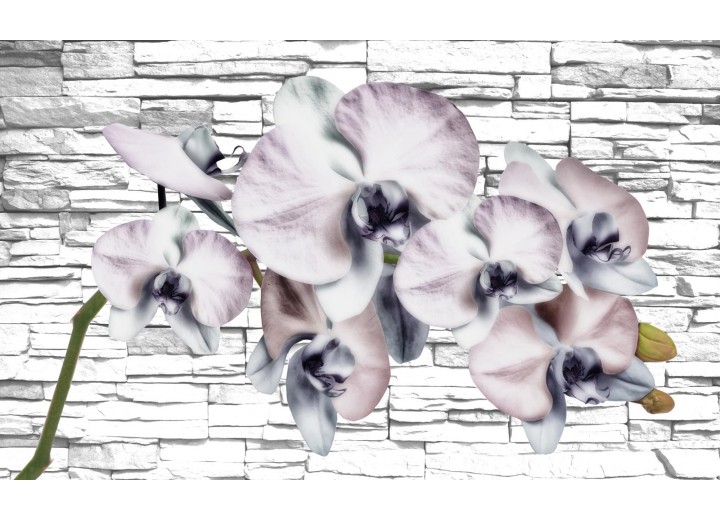 Fotobehang Vlies | Bloemen, Orchidee | Grijs | 254x184cm