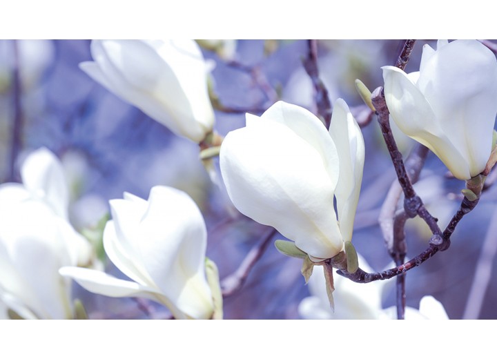 Fotobehang Vlies | Bloemen, Magnolia | Wit | 254x184cm