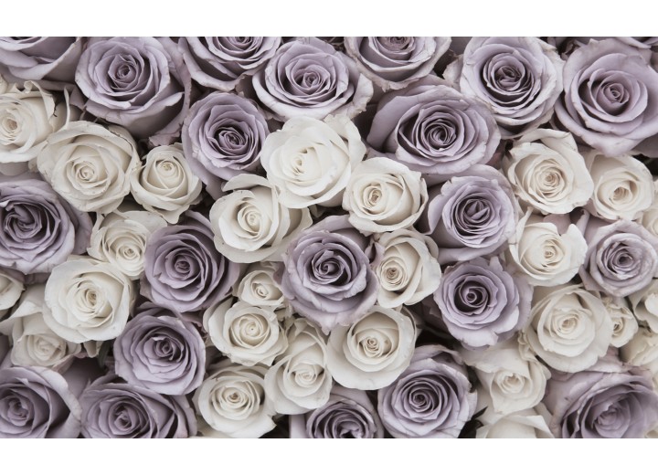 Fotobehang Vlies | Rozen, Bloemen | Wit | 254x184cm