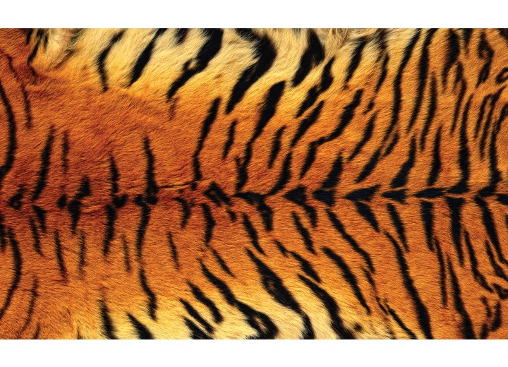 Fotobehang Vlies | Tijger | Bruin | 254x184cm