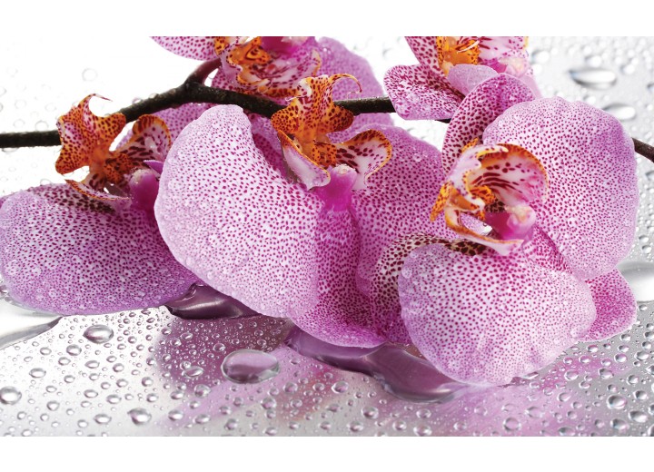 Fotobehang Vlies | Bloemen, Orchidee | Paars | 254x184cm