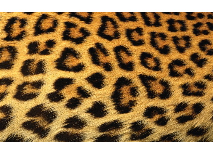 Fotobehang Vlies | Luipaard | Bruin | 254x184cm