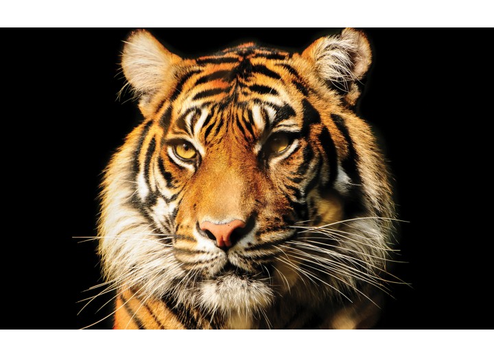 Fotobehang Vlies | Wilde Dieren | Bruin | 254x184cm