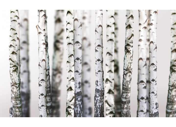 Fotobehang Vlies | Bomen | Grijs, Wit | 254x184cm