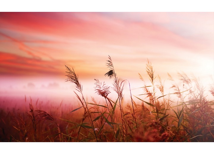 Fotobehang Vlies | Natuur | Roze | 254x184cm