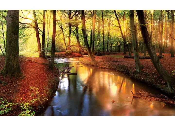 Fotobehang Vlies | Bos | Groen, Bruin | 254x184cm