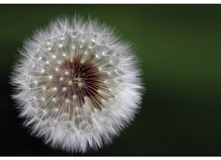 Fotobehang Vlies | Paardenbloem | Groen, Wit | 254x184cm