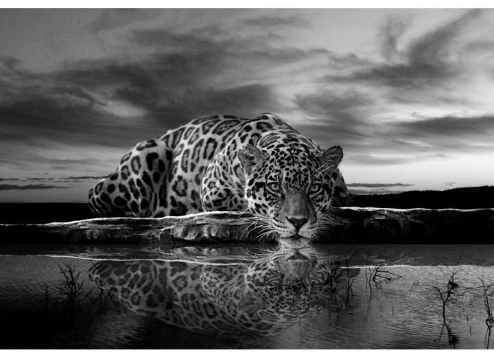 Fotobehang Vlies | Jaguar, Dieren | Zwart | 254x184cm