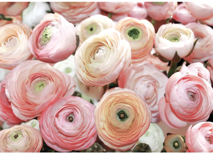 Fotobehang Vlies | Bloemen | Roze | 254x184cm