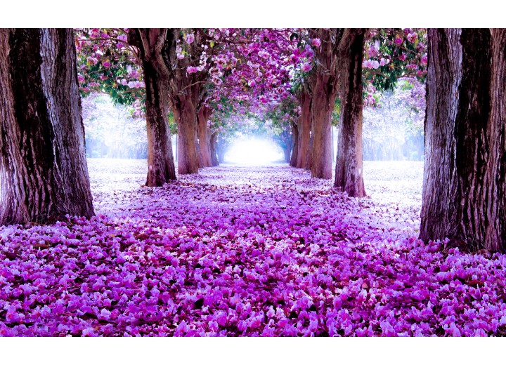 Fotobehang Vlies | Bos, Natuur | Paars | 254x184cm