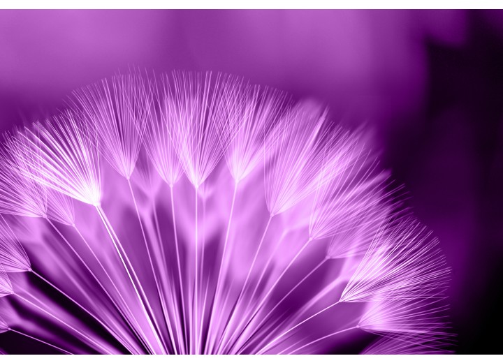 Fotobehang Vlies | Bloemen | Paars, Wit | 254x184cm
