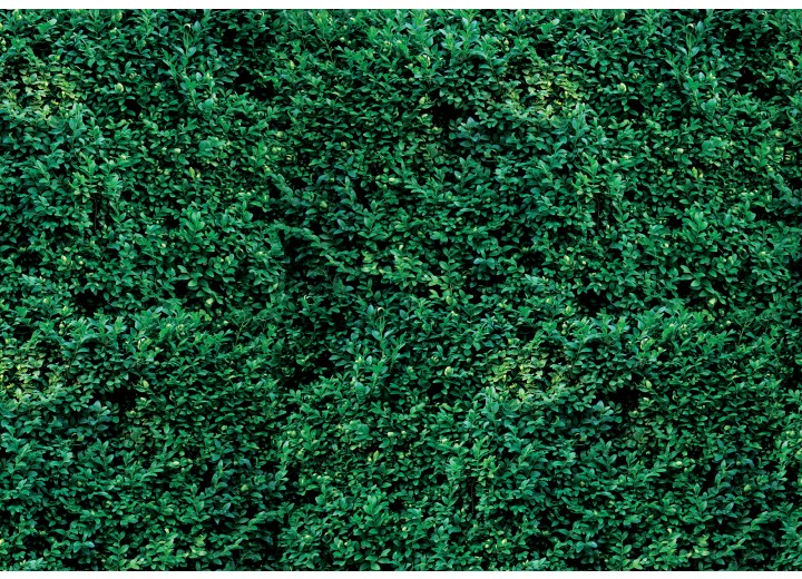 Fotobehang Vlies | Natuur | Groen | 254x184cm