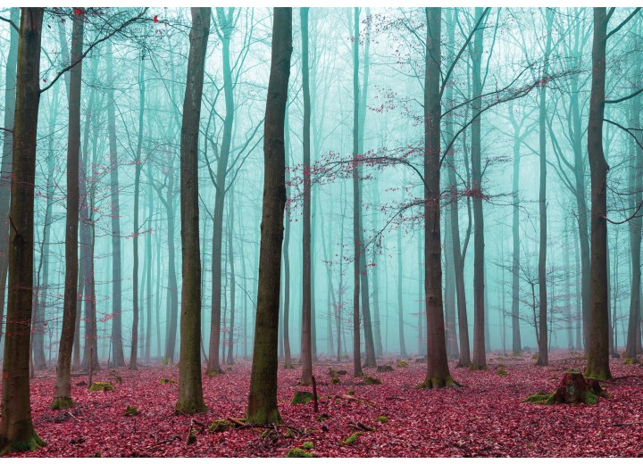 Fotobehang Vlies | Bos, Natuur | Blauw | 254x184cm