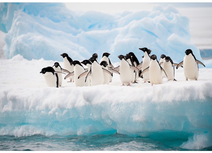 Fotobehang Vlies | Pinguïn, Dieren | Wit | 254x184cm