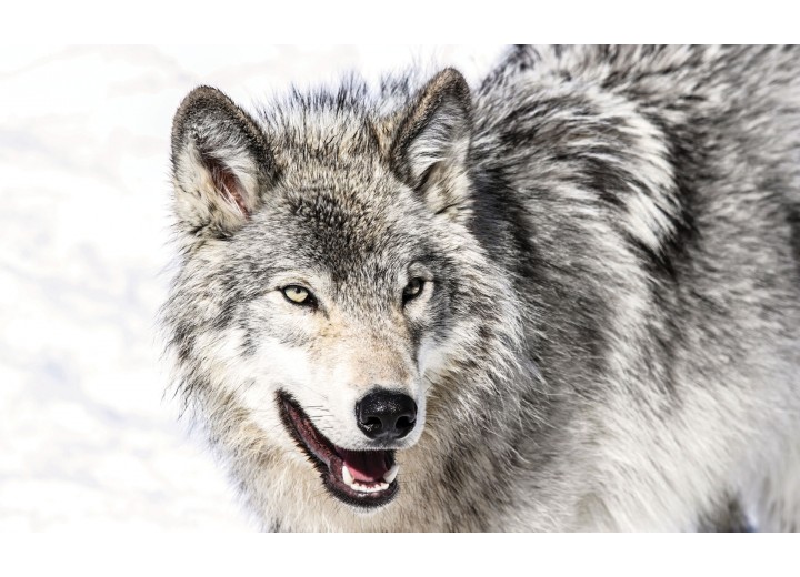 Fotobehang Vlies | Wolf | Grijs | 254x184cm