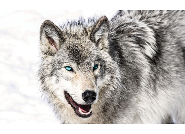 Fotobehang Vlies | Wolf | Grijs, Wit | 254x184cm