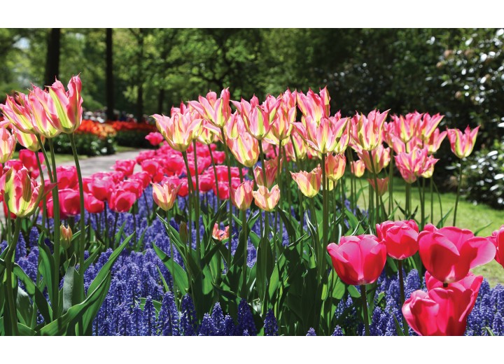 Fotobehang Vlies | Tulpen, Bloemen | Groen | 254x184cm