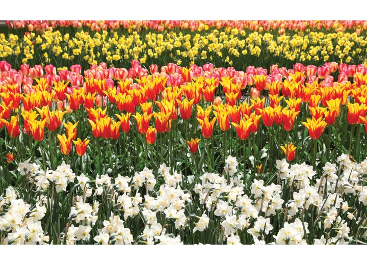Fotobehang Vlies | Tulpen, Bloemen | Oranje | 254x184cm