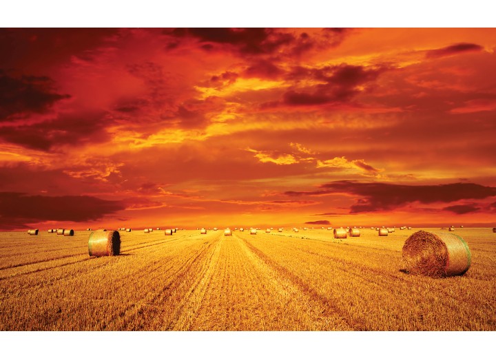 Fotobehang Vlies | Natuur | Oranje | 254x184cm