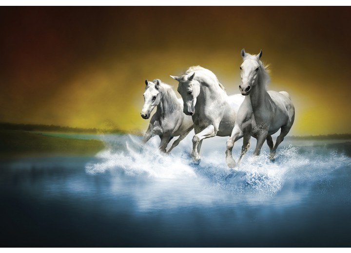 Fotobehang Vlies | Paarden | Blauw, Wit | 254x184cm