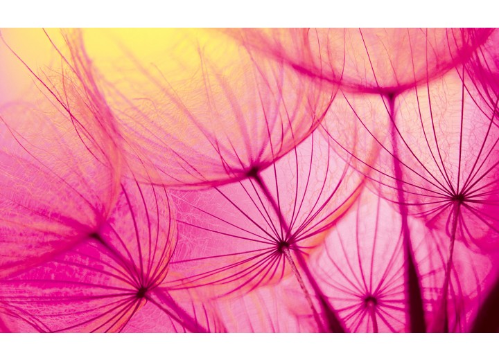 Fotobehang Vlies | Abstract | Paars | 254x184cm