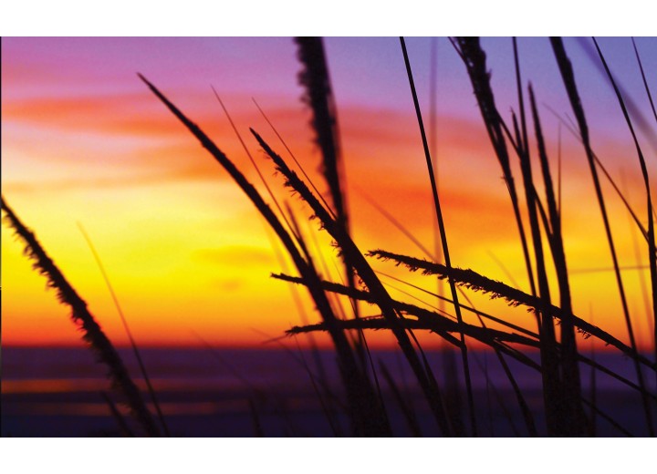 Fotobehang Vlies | Bloem | Geel, Oranje | 254x184cm