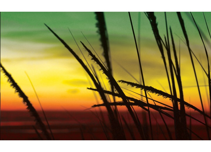 Fotobehang Vlies | Bloem | Geel, Groen | 254x184cm