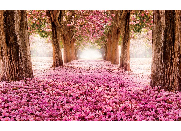 Fotobehang Vlies | Bloemen | Roze | 254x184cm