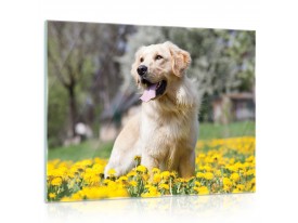 obrazy_szklaneGT11376G5.jpg
