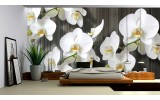 Fotobehang Vlies | Orchideeën, Bloem | Wit | 254x184cm
