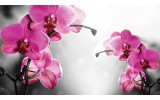 Fotobehang Vlies | Orchideeën, Bloem | Roze | 254x184cm