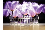 Fotobehang Vlies | Bloemen, Tulpen | Blauw | 254x184cm