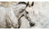 Fotobehang Vlies | Paarden | Wit | 254x184cm