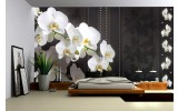 Fotobehang Vlies | Bloemen, Orchideeën | Wit | 254x184cm