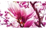 Fotobehang Vlies | Bloemen, Magnolia | Roze | 254x184cm