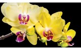 Fotobehang Vlies | Bloemen, Orchidee | Geel | 254x184cm