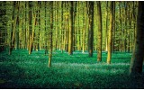 Fotobehang Vlies | Bos | Groen | 254x184cm