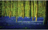 Fotobehang Vlies | Bos | Groen, Blauw | 254x184cm